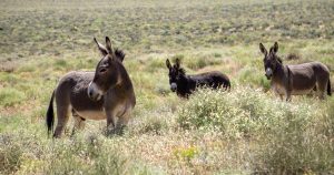 Escândalo em SoCal: Burros Selvagens em Êxodo e Esterilização! O que o Governo Não Quer que Você Saiba!