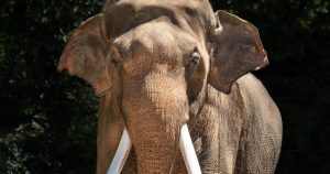 BAFÃO POLÍTICO: La Zoo CORTA Elefantes e REORGANIZA Billy e Tina em Movimento POLÊMICO!