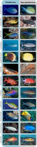 Revelado: As Formas Surpreendentes dos Peixes que Transformam o Plâncton em Armas da Evolução!
