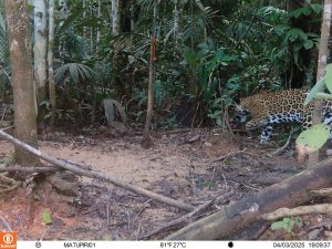 URGENTE: Onça-pintada Capturada em Câmera – Revelações CHOCANTES da Amazônia!