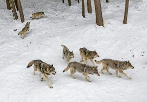 Dire Wolves Renascem: A Armadilha Chocante que Esconde a Destruição da Natureza!